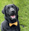 Cutie Ties Dog Bow Tie